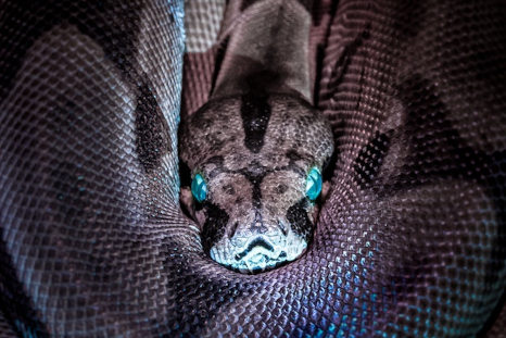 Python Core (PCEP + PCAP) | Jumping Bean Education